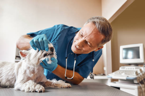 Best Weekend Emergency Dental Services in East Lake Orient Park, FL